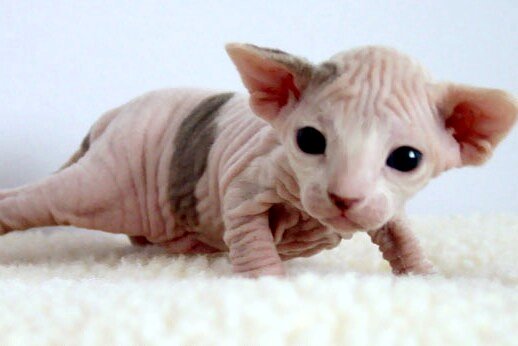 2_week-old_Female_Sphynx_(Suki).jpg