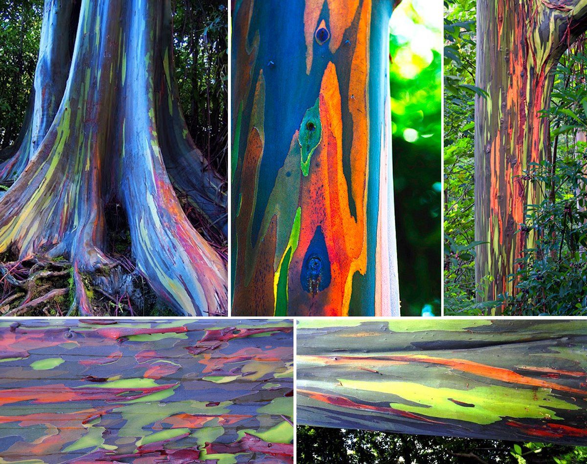 rainbow_eucalyptus_0.jpg