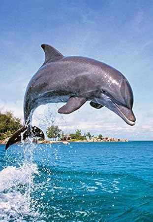 51wwFPg791L._SY450_.jpg