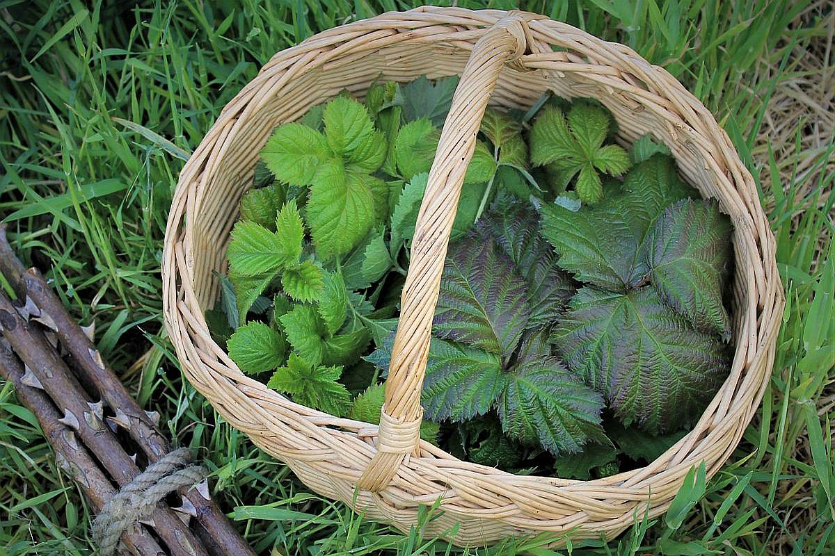 www.celticgarden.de