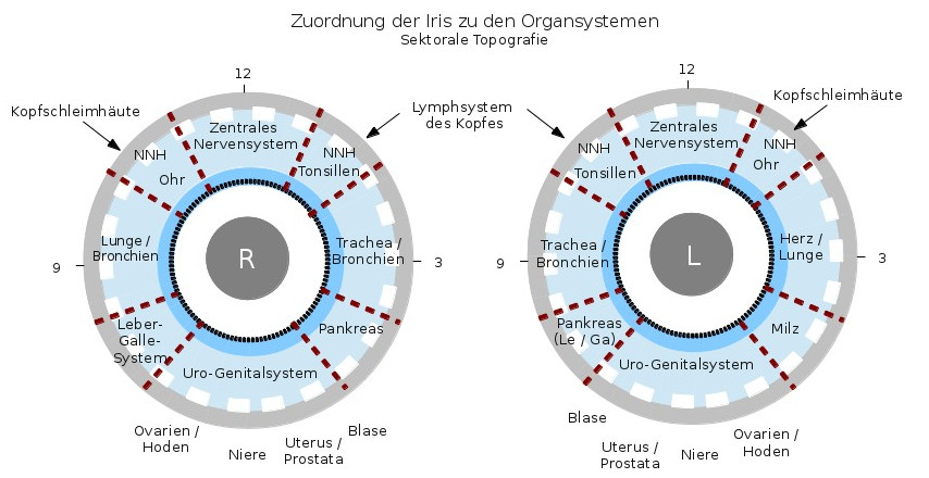 Sektorale_Topografie_der_Iris.jpg