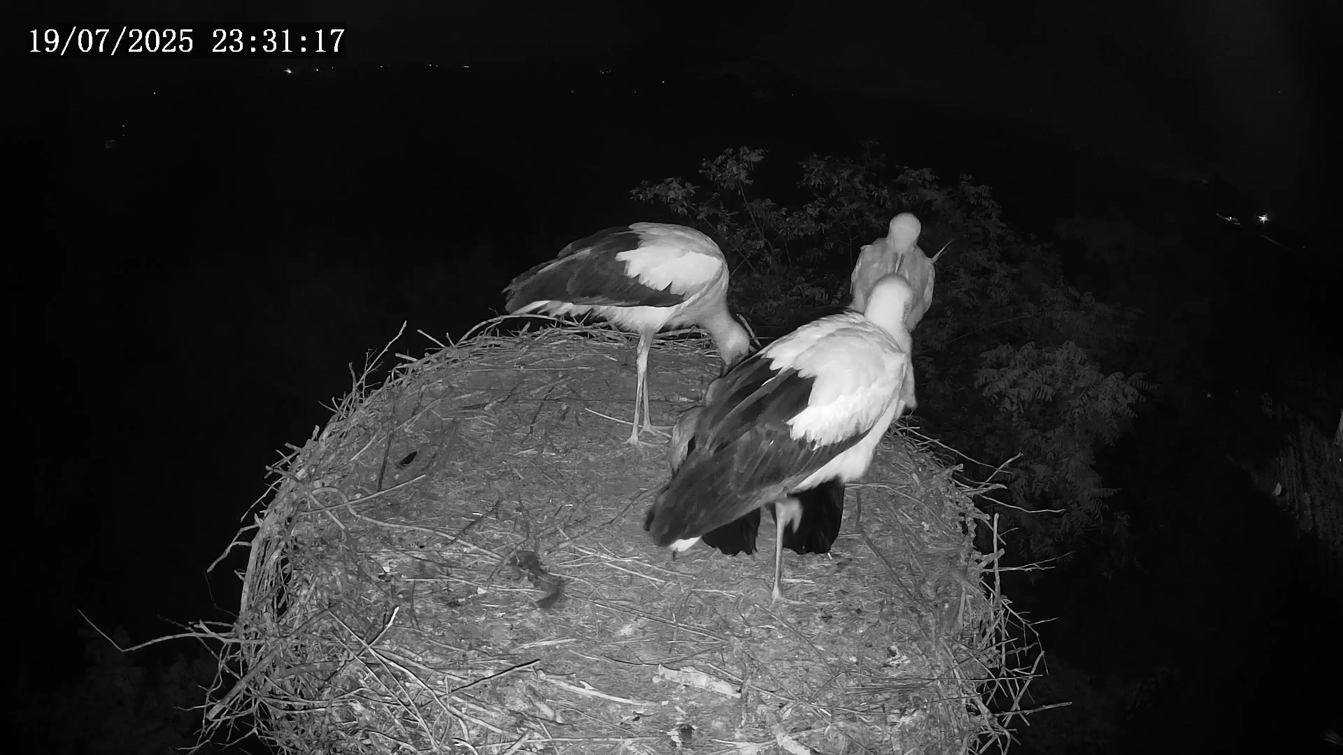 worldcam.live