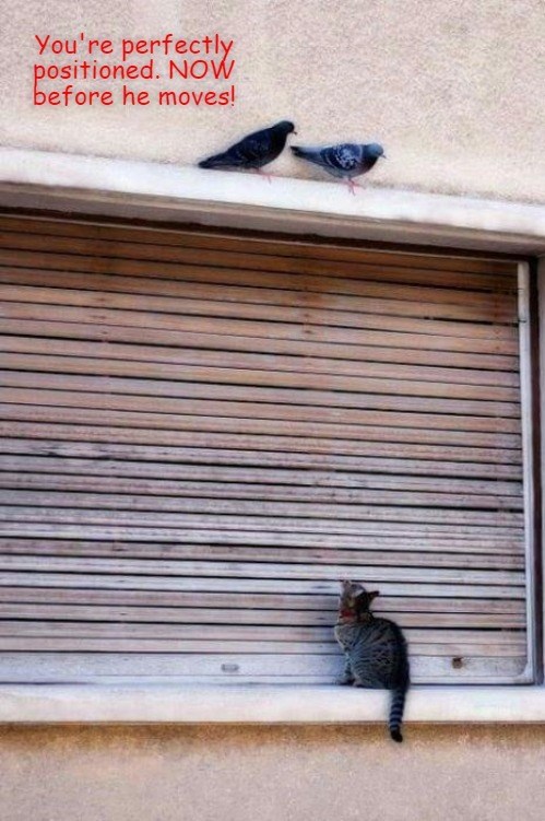 that-cat-wont-know-what-hit-him