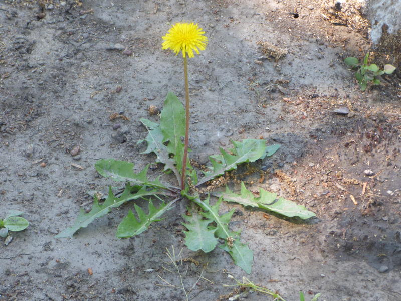 29527767cq.jpg