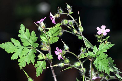 storchenschnabel-k.jpg