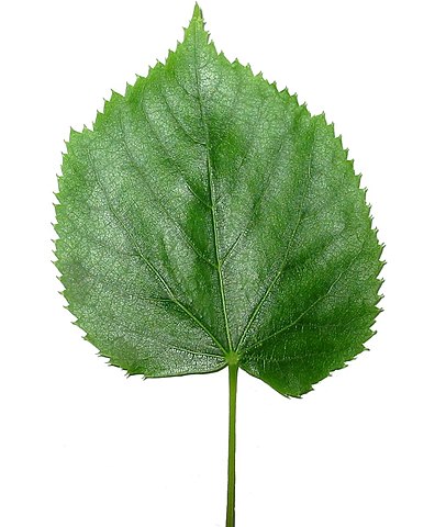 406px-Lisc_lipy.jpg