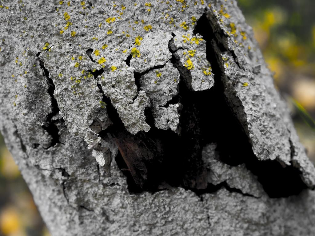 BlaumltterRinde2von4_zps8d0ff7b7.jpg