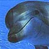 avatar2326.jpg