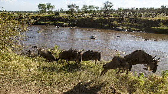gnus-crossing-mara-river.jpg