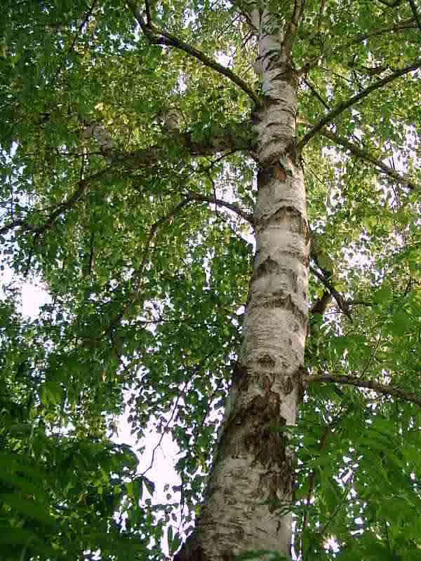 birke-01.jpg