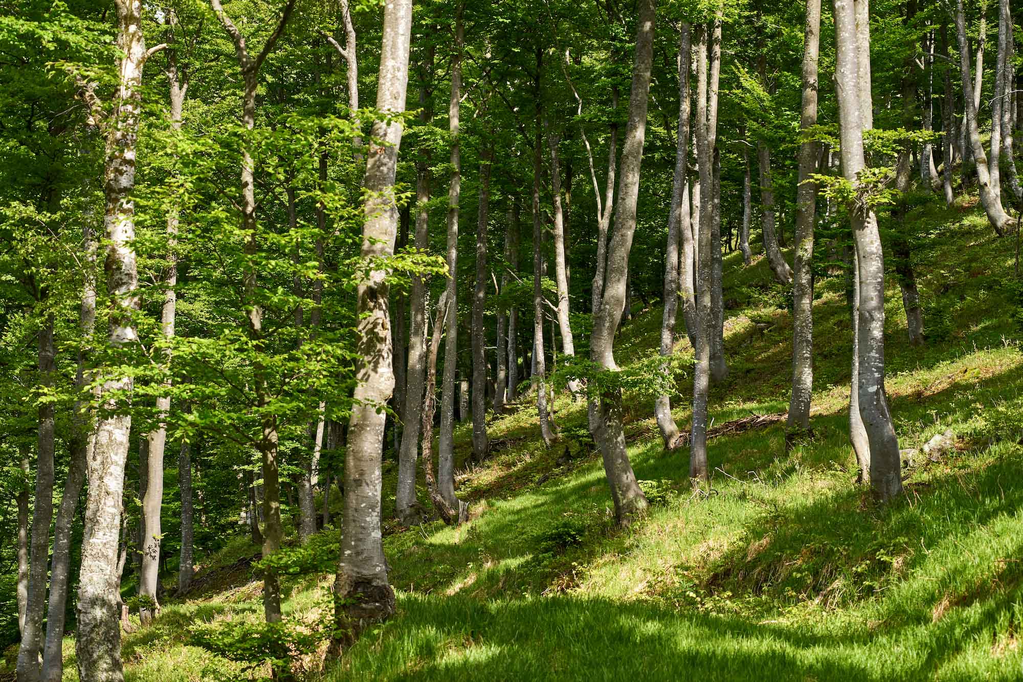 treeplantingprojects.com