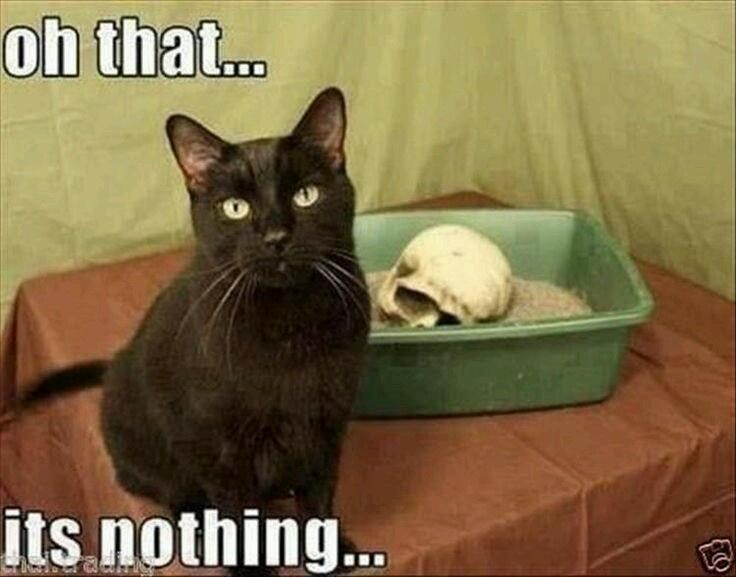 cat-oh-its-nothing