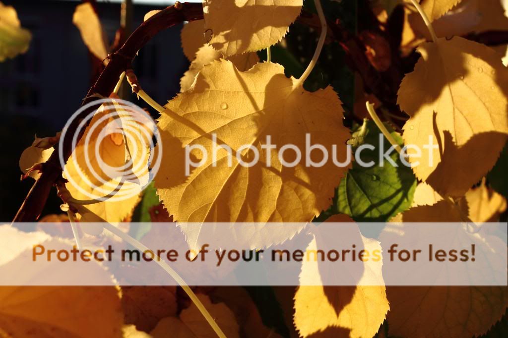 _MG_9185Lichtblaumltter_zps4b336a19.jpg