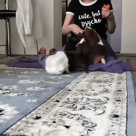 yomvmzqp9ps.gif