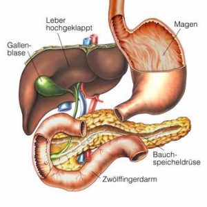 gallenblase-leber-magen-darm.jpg