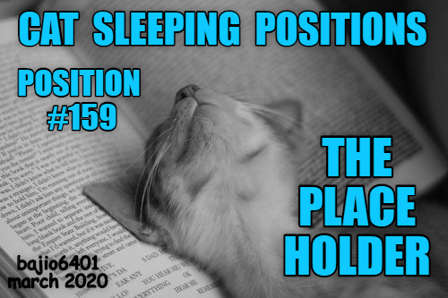 the-guide-to-cat-sleeping-positions