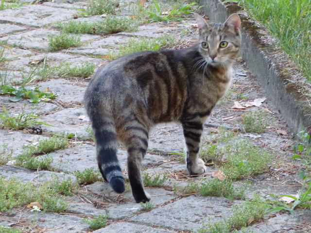 33975607ib.jpg