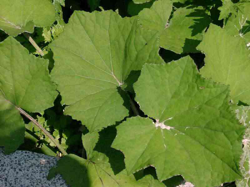 huflattich-gr-03.jpg