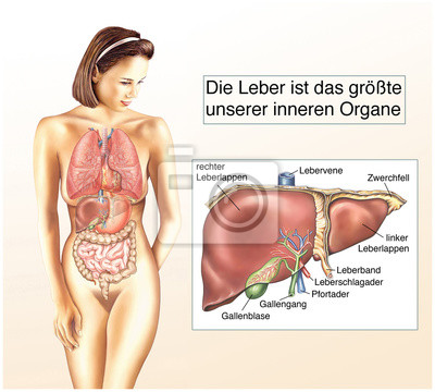 die-leber-400-4429086.jpg