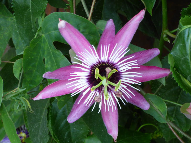 33985726nh.jpg