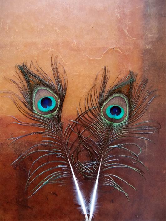peacock-feathers.jpg