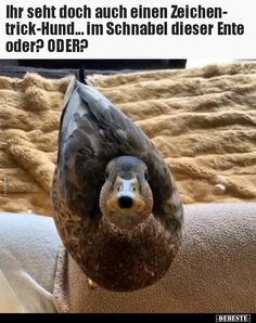 0de215562a67bb65b59c595d0e463f8e.jpg