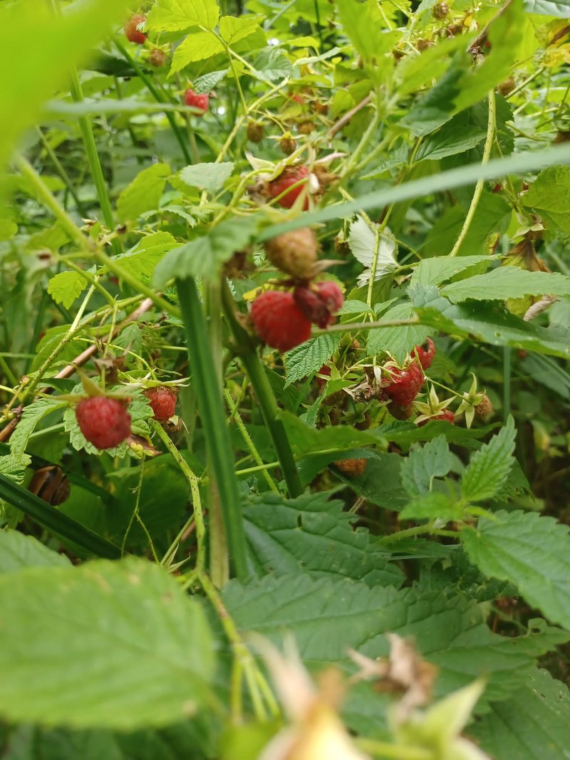 44063061bu.jpg