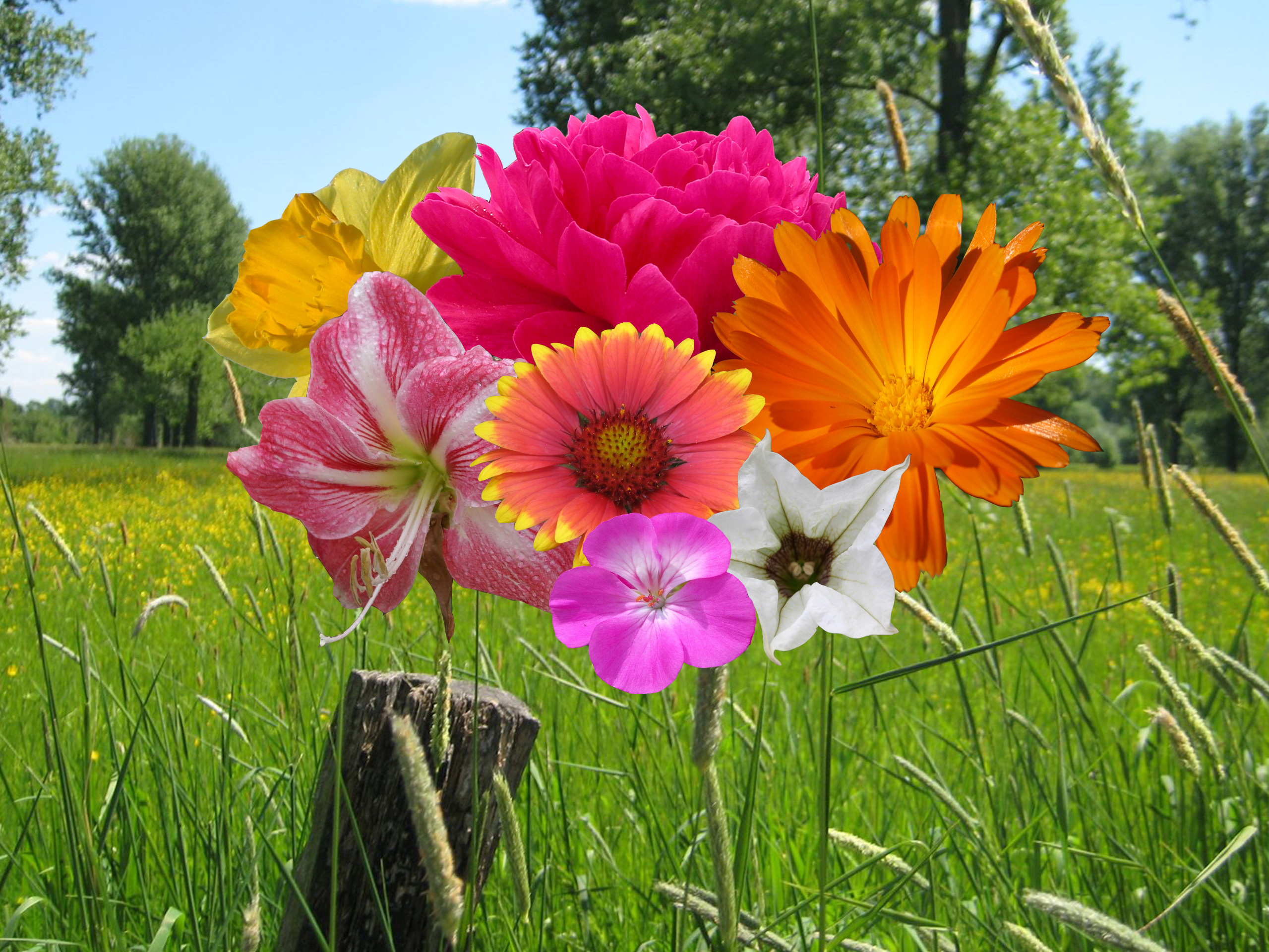 blumenstrauss1.jpg