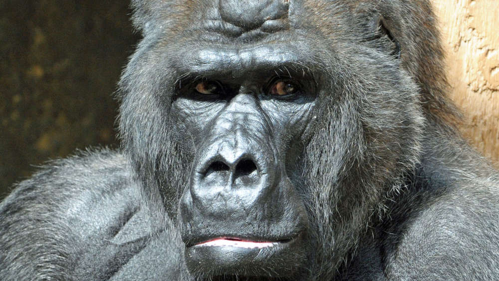 51551498-gorilla-maennchen-massa-Mo7p0qBcjNG.jpg