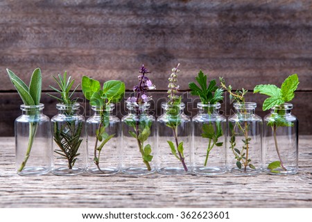 stock-photo-bottle-of-essential-oil-with-herbs-holy-basil-flower-basil-flower-rosemary-oregano-sage-parsley-362623601.jpg