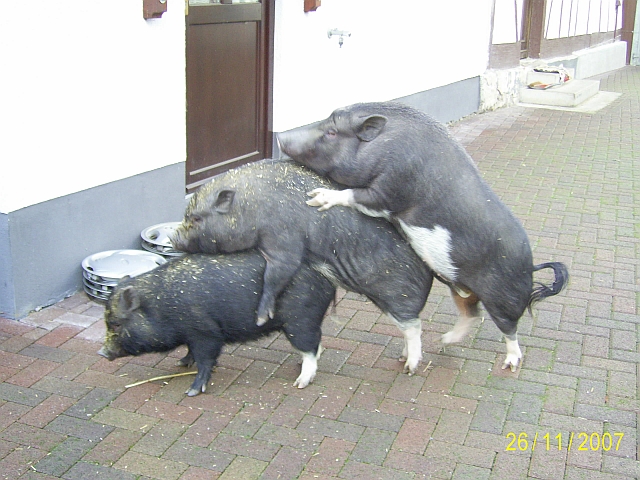 schweine_3_a158520