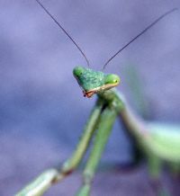 1_Shawn_praying_mantis_9_03_2611.jpg