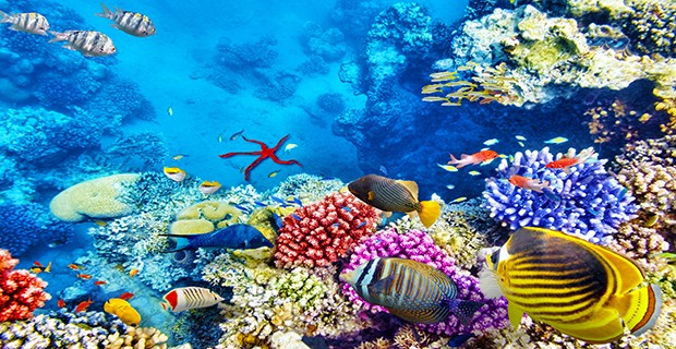 coral-reef-620x320.jpg