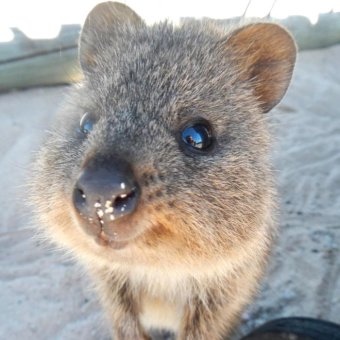 quokka-animal-plus-heureux-du-monde-7.jpg