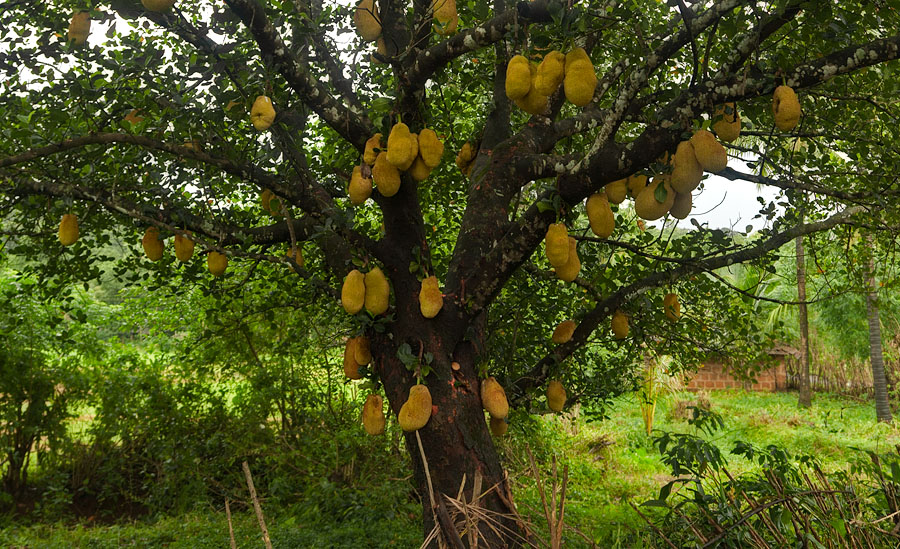 jackfruit-tree-nundem-goa.jpg