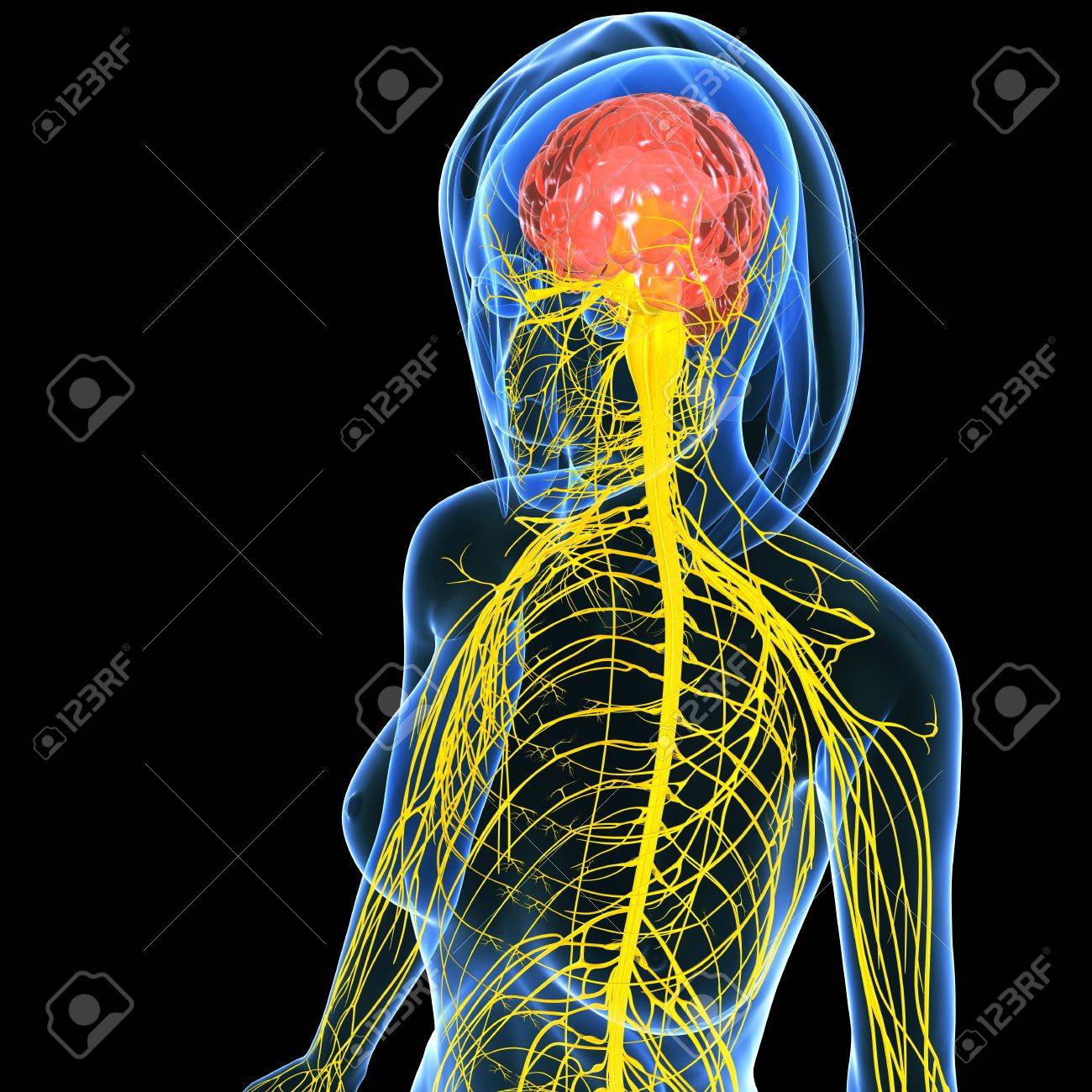 15181780-nervensystem-weibliche-h%C3%A4lfte-k%C3%B6rper.jpg