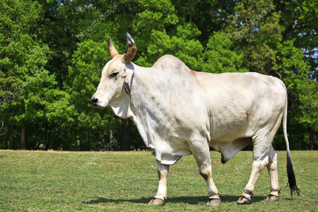 depositphotos_8380278-stock-photo-brahma-cattle.jpg