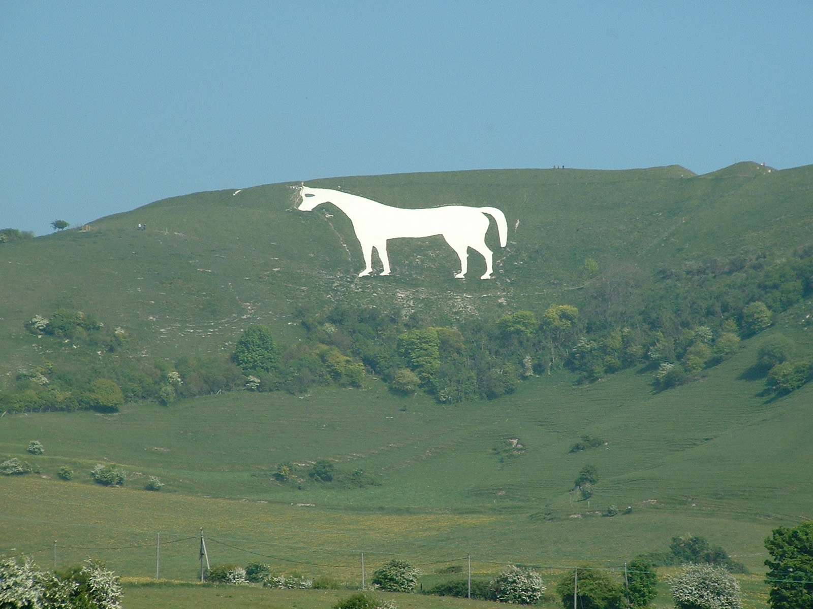 WestburyWhiteHorseRepainted.jpg