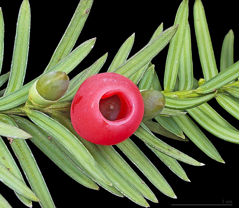 800px-Taxus_baccata_MHNT.jpg