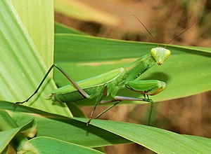 300px-Mantid_August_2007-2.jpg