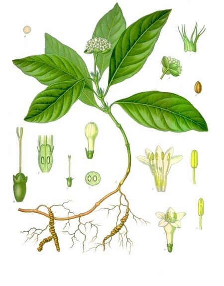 450px-Psychotria_ipecacuanha_-_K%C3%B6hler%E2%80%93s_Medizinal-Pflanzen-251.jpg