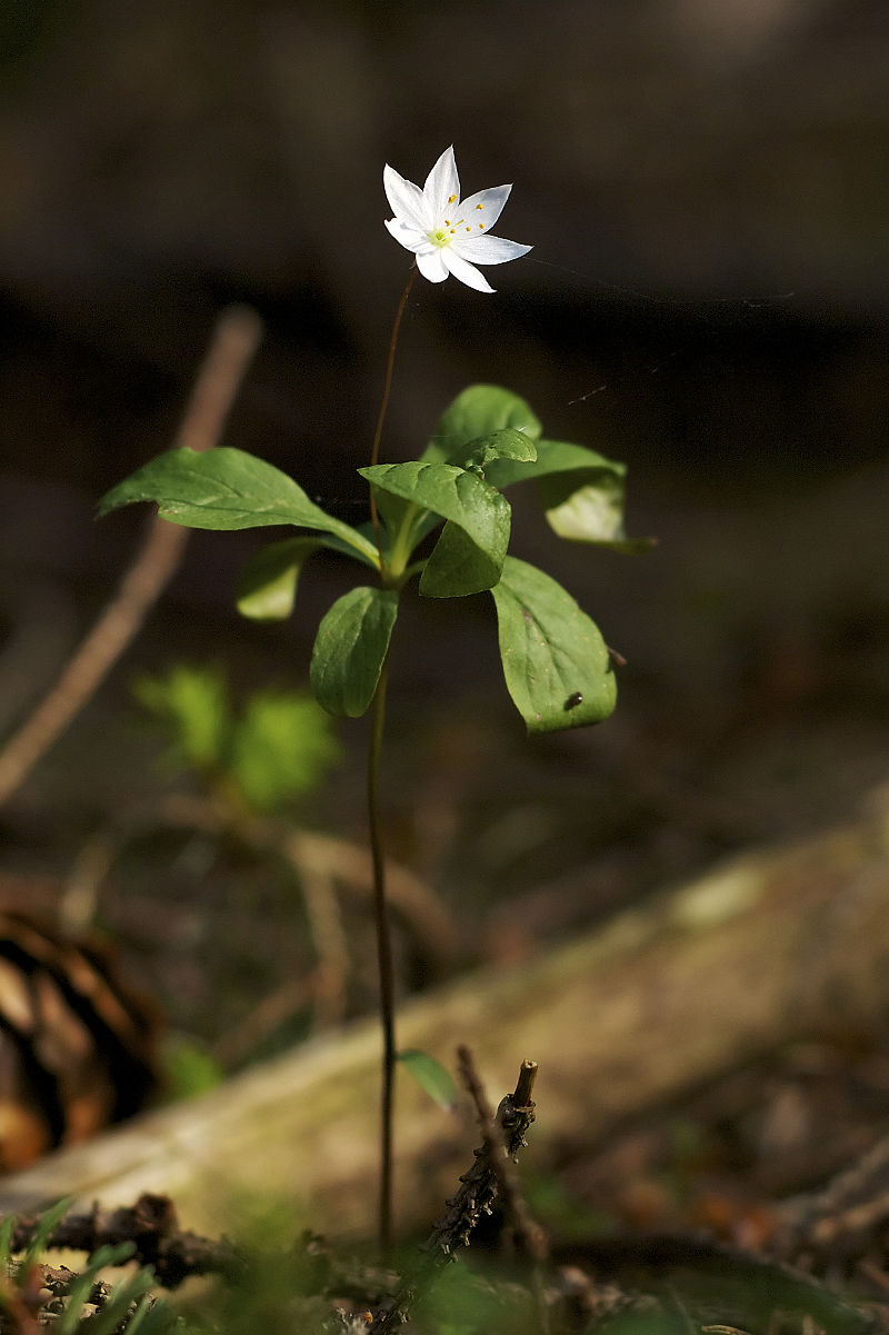 800px-Trientalis_europaea_LC0296.jpg