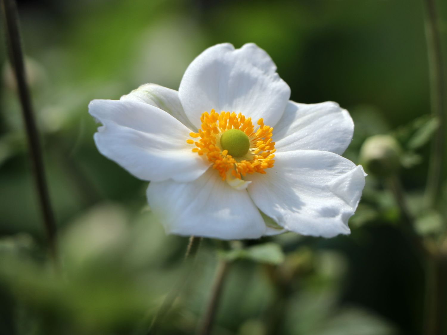 japan-herbst-anemone-honorine-jobert-m001564_h_0.jpg